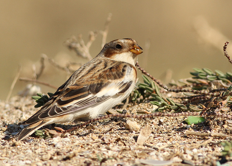   Plectrophenax nivalis Snow Bunting  , , 2013.  